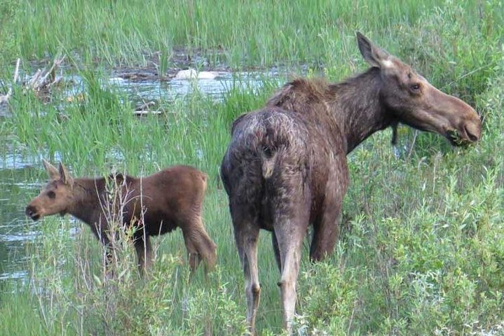 Yellowstone National Park - Full-Day Lower Loop Tour from Jackson
