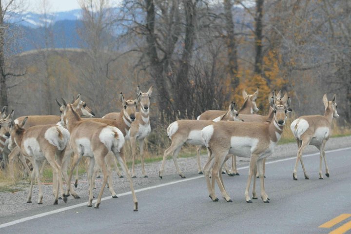 Grand Teton National Park - Full-Day Guided Tour from Jackson Hole