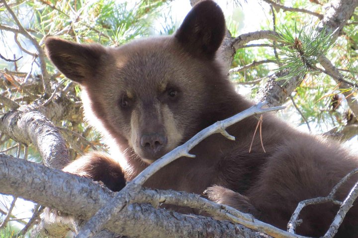 Yellowstone National Park - Full-Day Lower Loop Tour from Jackson