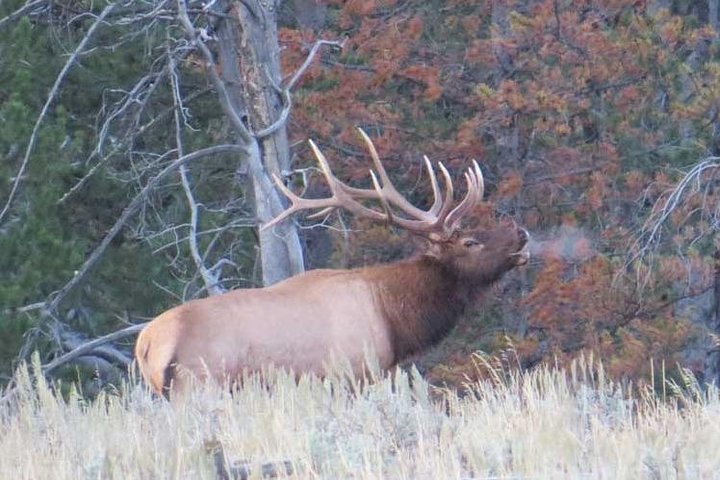 Yellowstone National Park - Full-Day Lower Loop Tour from West Yellowstone