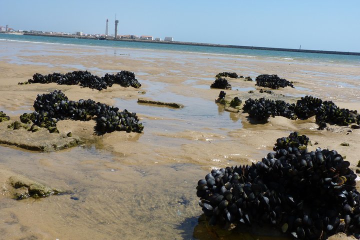 4 Stops | 3 Islands & Ria Formosa Natural Park - From Faro