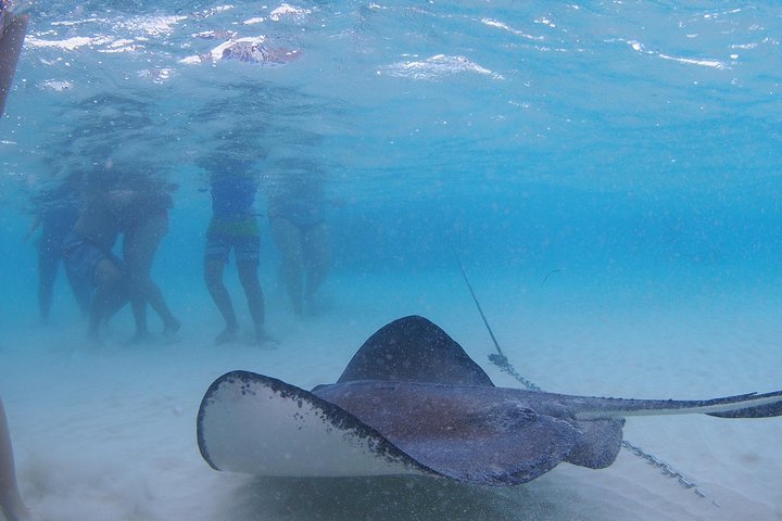 Stingray City and Starfish Experience with Coral Reef Snorkeling