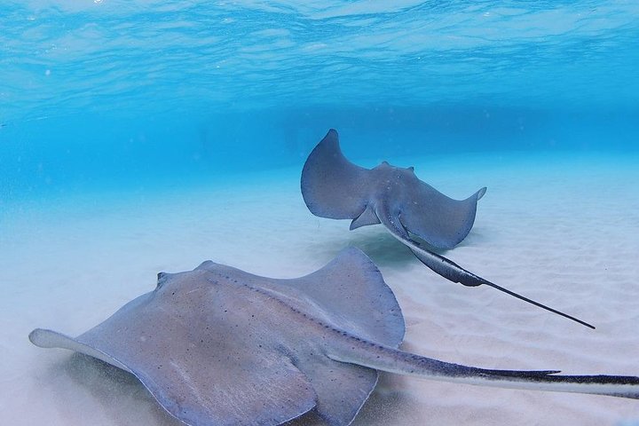 Stingray City and Starfish Experience with Coral Reef Snorkeling