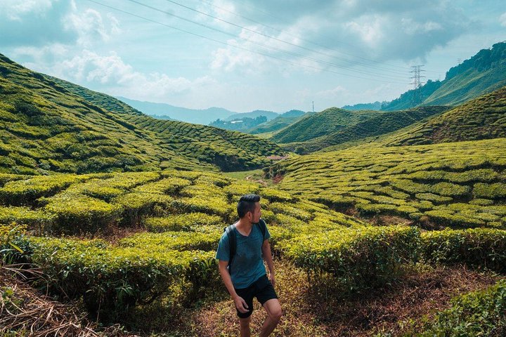 Private Transfer : Taman Negara Kuala Tahan to Cameron Highlands
