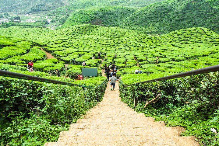 Private Transfer : Taman Negara Kuala Tahan to Cameron Highlands