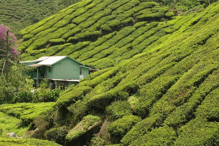 Private Transfer : Taman Negara Kuala Tahan to Cameron Highlands
