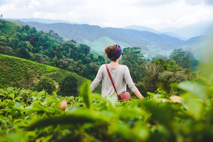 Private Transfer : Taman Negara Kuala Tahan to Cameron Highlands