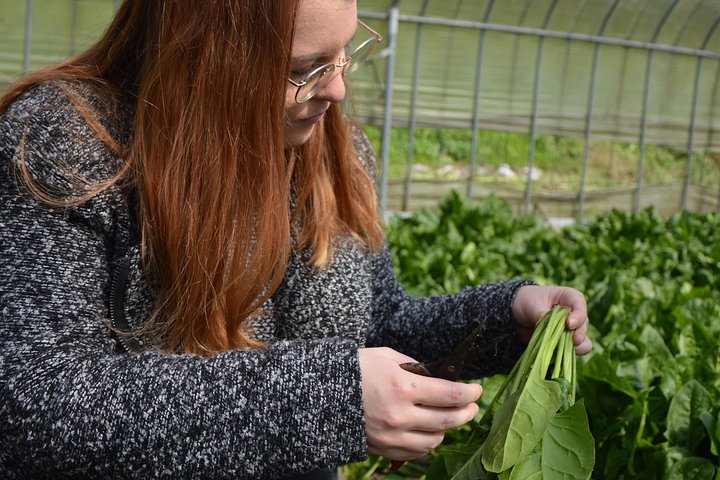 Aso Caldera and Farm Experience Tour