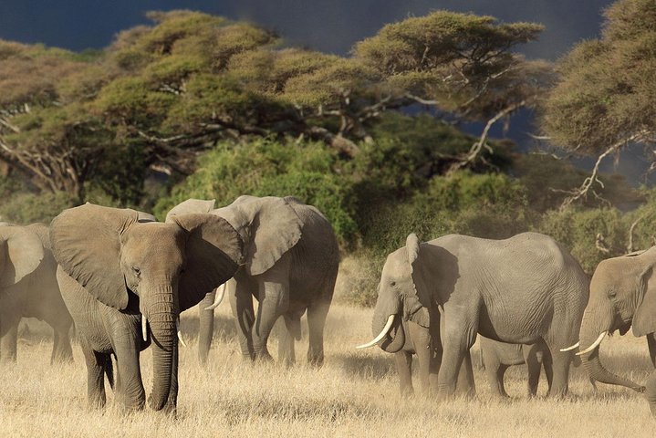 Hwange Park Big 5 Game Drive!