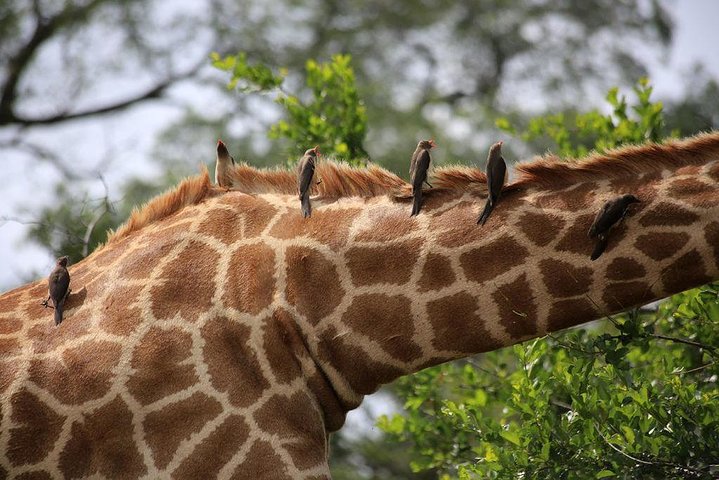 Hwange Park Big 5 Game Drive!
