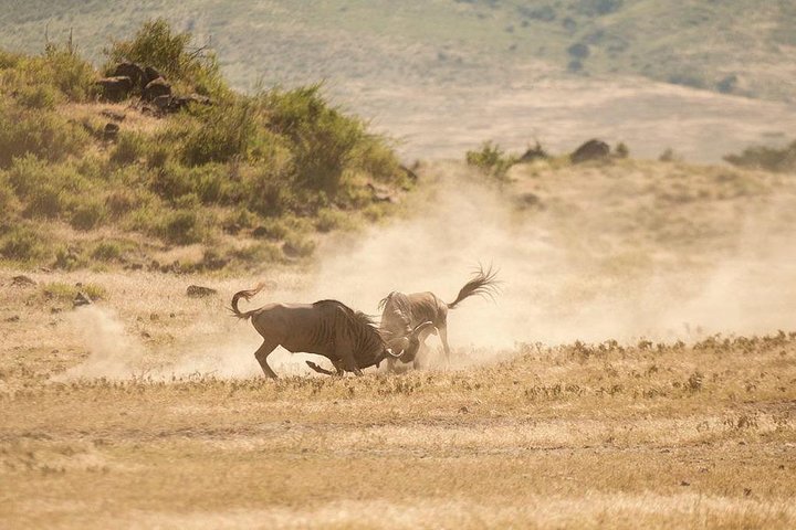 Hwange Park Big 5 Game Drive!