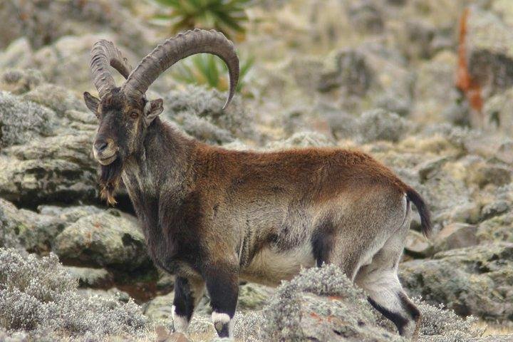 Simien Mountains – 4 Days