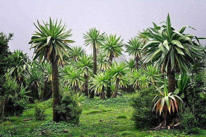 Simien Mountains – 4 Days