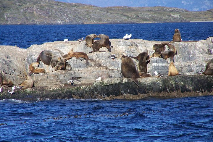 Snorkeling with Sea Lions and Wildlife Adventure