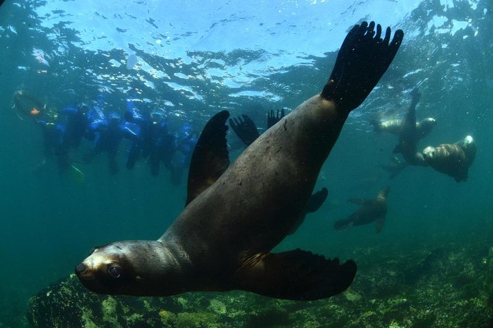 Snorkeling with Sea Lions and Wildlife Adventure