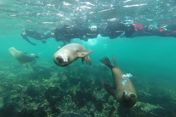 Snorkeling with Sea Lions and Wildlife Adventure