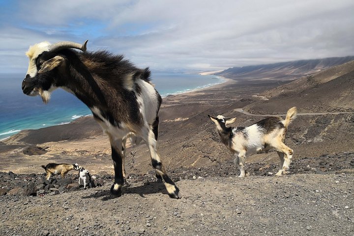 Fuerteventura: Cofete Beach and "Villa Winter" VIP Tour