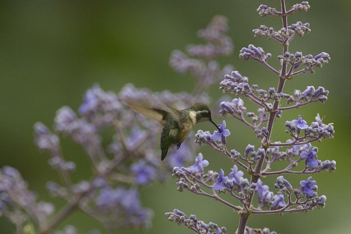 Birdwatching in Cerro Blanco from Guayaquil