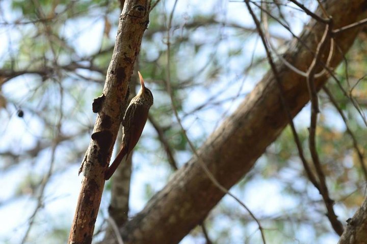 Birdwatching in Cerro Blanco from Guayaquil