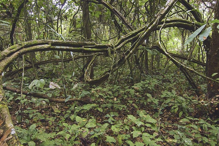 Birdwatching in Cerro Blanco from Guayaquil