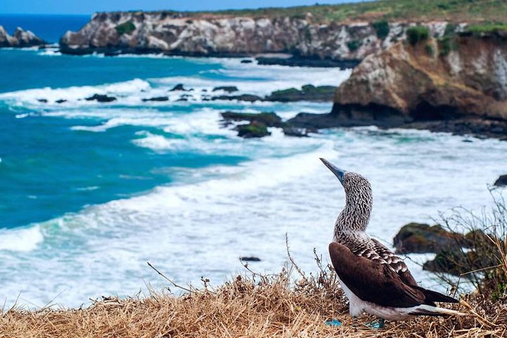 Isla de la Plata Diving & Whale Watching Adventure