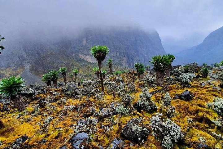 7 Days DR Congo Rwenzori Mountain hiking – Panoramic Views (4462 m alt)
