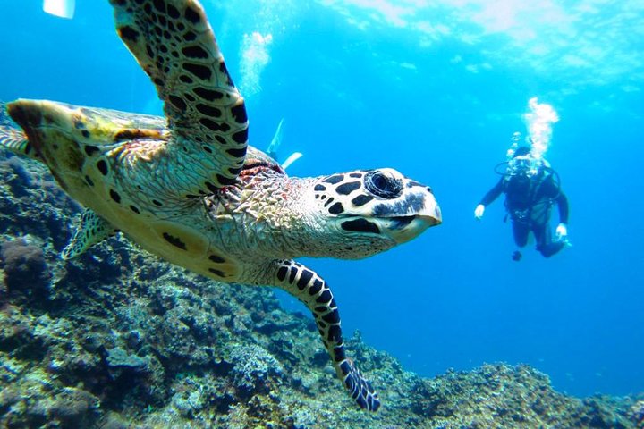 Isla de la Plata Diving & Whale Watching Adventure