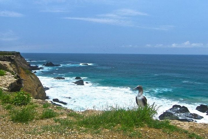 Isla de la Plata Snorkeling Tour – Machalilla National Park