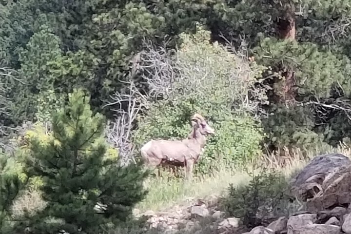 Private and Personalized Three Hour Morning Tour of Rocky Mountain National Park