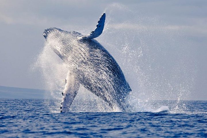 Isla de la Plata Diving & Whale Watching Adventure