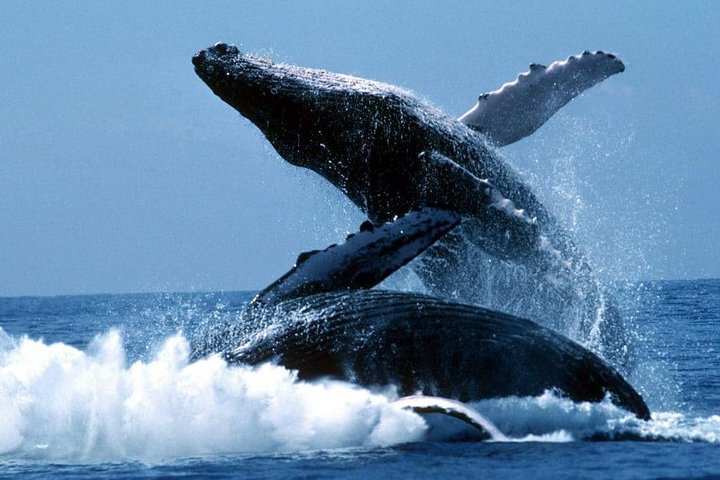 Isla de la Plata Diving & Whale Watching Adventure