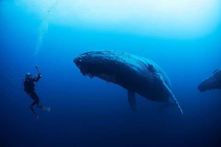 Isla de la Plata Diving & Whale Watching Adventure