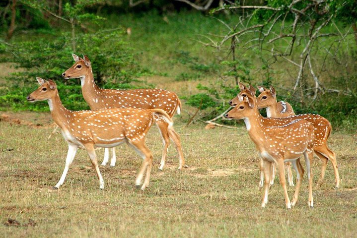 All Inclusive Yala National Park Jeep Safari from Colombo
