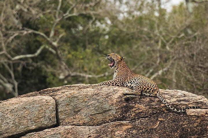 All Inclusive Yala National Park Jeep Safari from Colombo