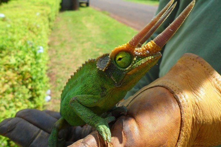 8 Days DR Congo Rwenzori Mountains hiking – Touching the Glacier (4350m alt)
