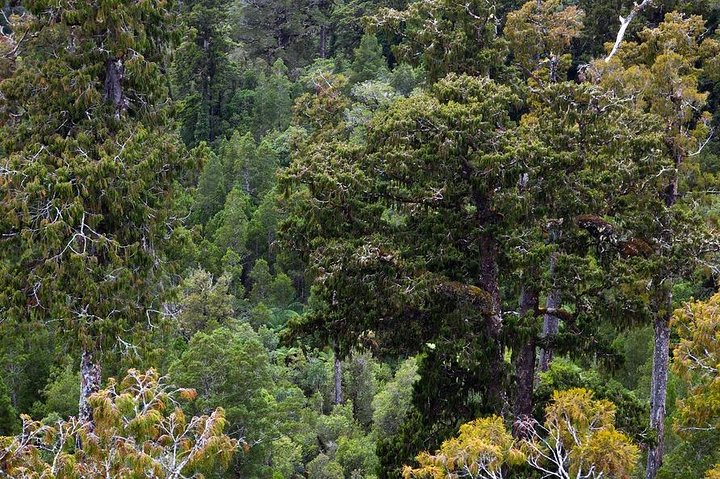 9 Days Congo Rwenzori Mountain hiking – Reaching Peak Margherita (5109 m of alt)