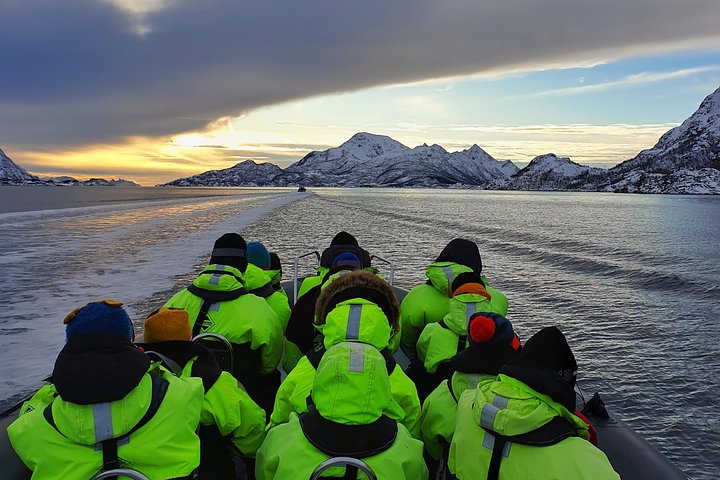 Trollfjord and Sea Eagle Safari Tour from Svolvaer