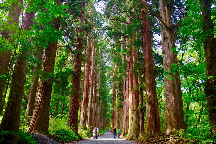 Togakushi: A Serene Walk Through Sacred Forests & Soba Traditions
