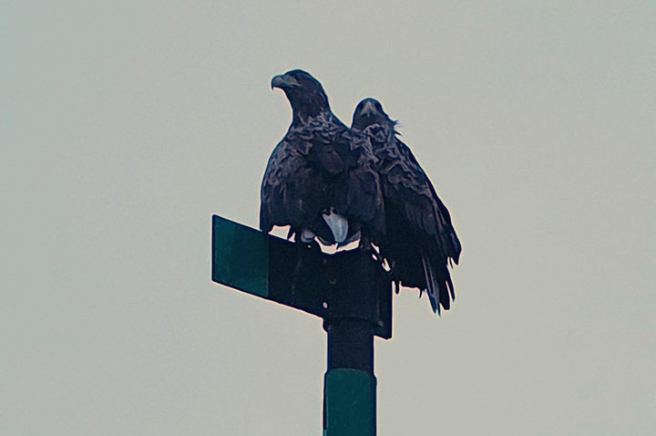 Trollfjord and Sea Eagle Safari Tour from Svolvaer