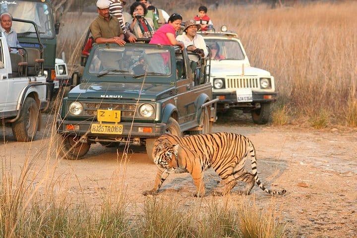 Skip-the-Line Entry for Ranthambore Gypsy Safari