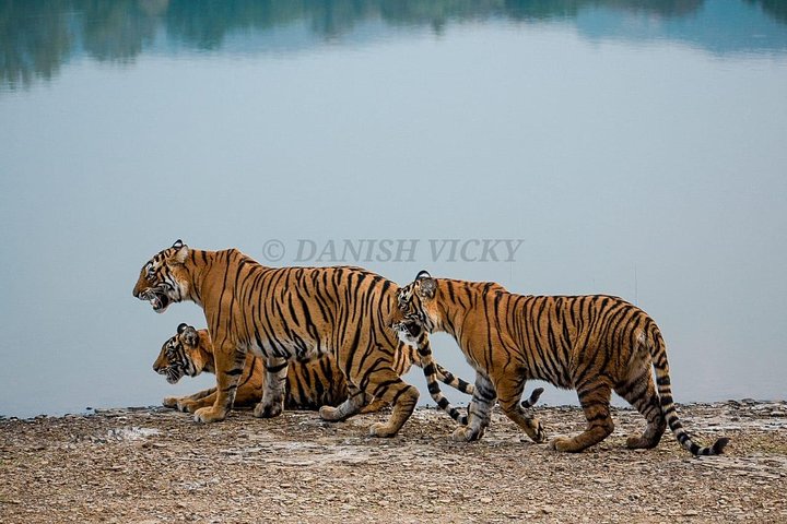 Skip-the-Line Entry for Ranthambore Gypsy Safari