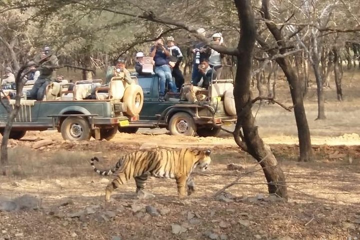Skip-the-Line Entry for Ranthambore Gypsy Safari