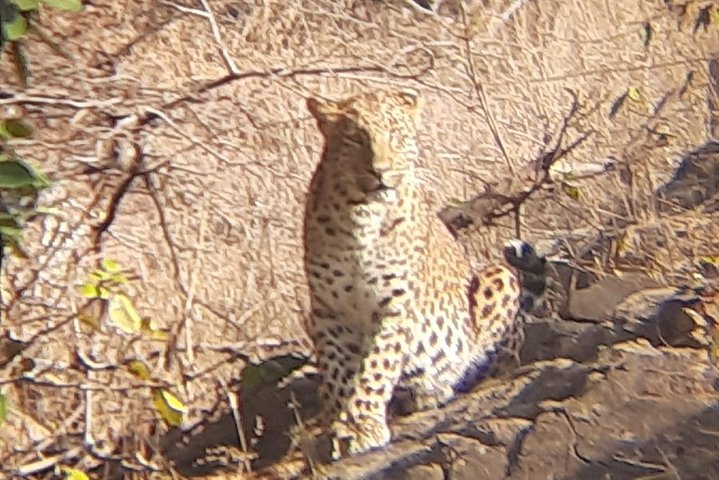 Skip-the-Line Entry for Ranthambore Gypsy Safari