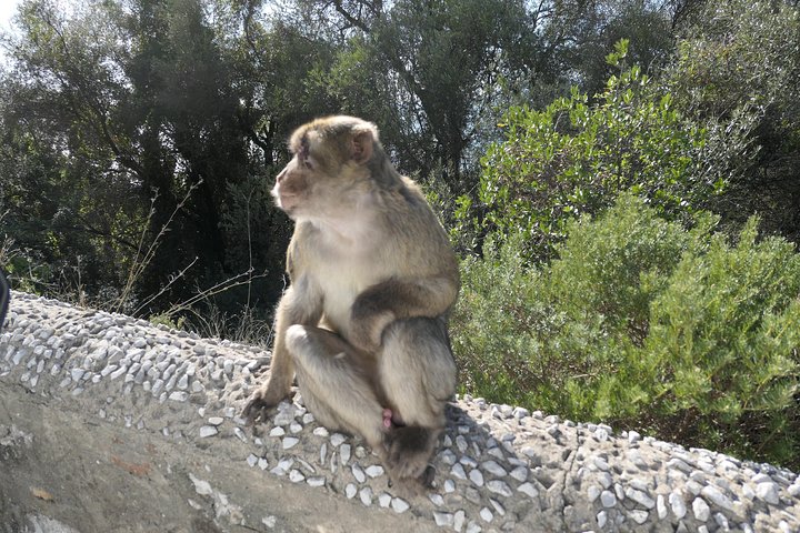 Gibraltar Sightseeing: Classic Rock Tour (Private)