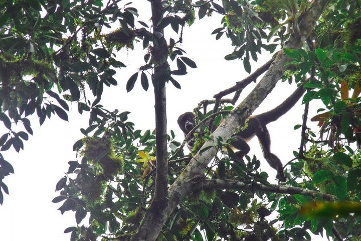 Adventure in the Humid Forest of Machalilla National Park