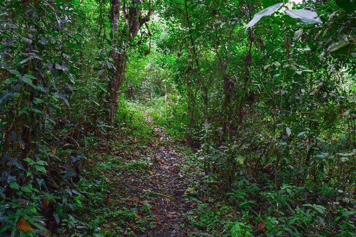 Adventure in the Humid Forest of Machalilla National Park