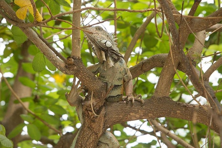 Adventure in the Humid Forest of Machalilla National Park