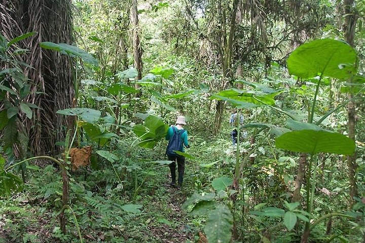 Adventure in the Humid Forest of Machalilla National Park