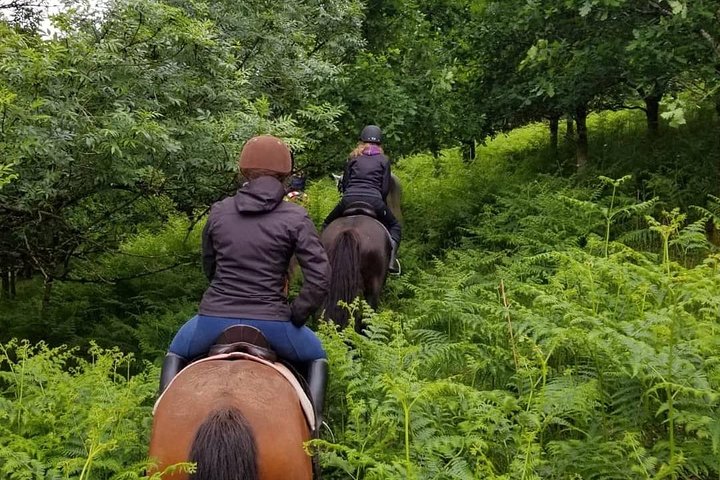 Wicklow Mountains Horse Trekking