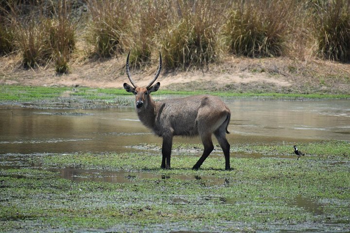 Into the Wild - Yankari Game Reserve